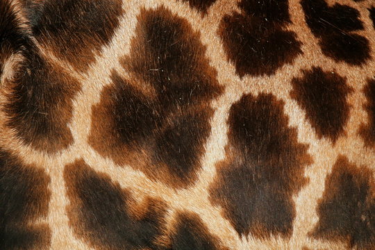 Fototapeta Detail of the skin on an African giraffe