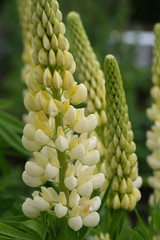 Lupine