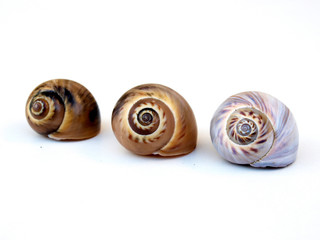 coquillages de mer
