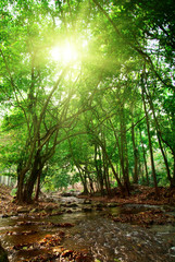 river in deep forest