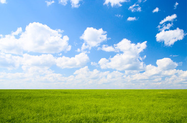 Obraz premium field of flax and blue sky