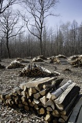 Coupe de bois en forêt