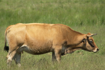 vache aubrac