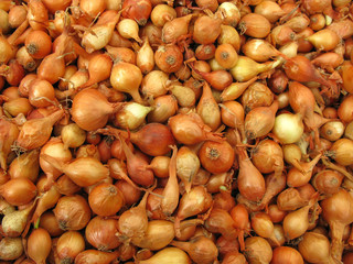 Obraz premium Onion small bulbs for growing