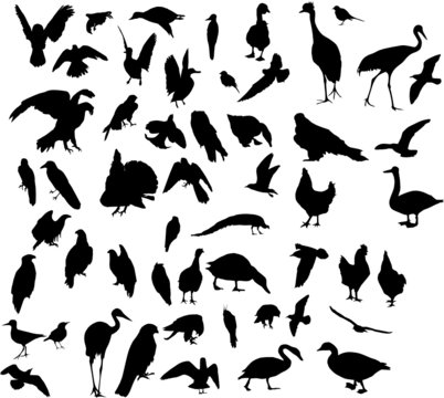 fifty three bird silhouettes