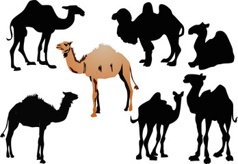 seven camels isolated on white