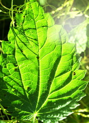 Green leaves