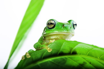 Frog peeking out from behind the leaves