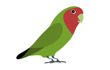 Fototapeta premium A isolated green lovebird