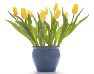 Bouquet of tulips