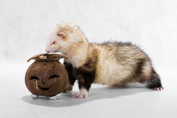Ferret