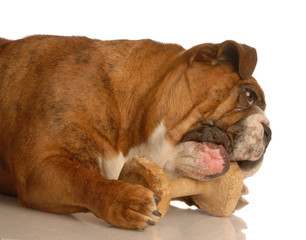 english bulldog chewing on wooden dumbbell