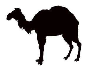 Die schwarze Silhouette von einem Kamel