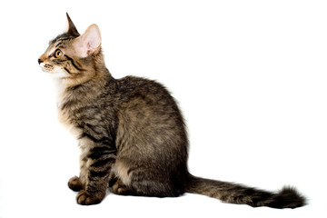 Siberia kitten isolated