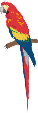 Parrot