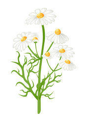 Camomile flowers. Matricaria chamomilla. Vector-Illustration