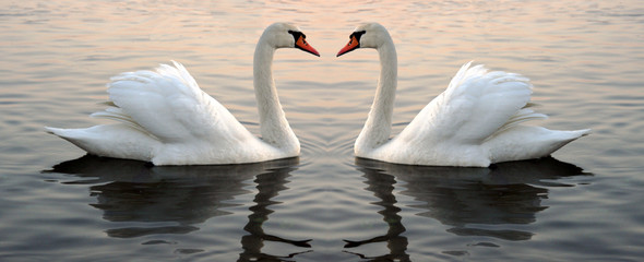 Two swans at the sunset
