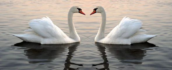 Deurstickers Two swans at the sunset © majeczka