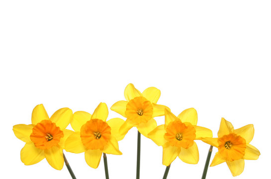 Line of daffodils