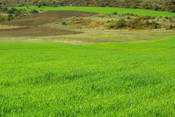 Fototapeta premium Kastilien feld - Castile field 09