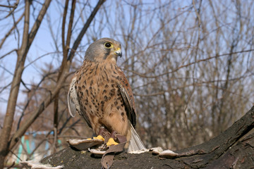 wild falcon