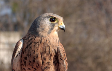 wild falcon