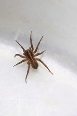 a male wolf spider is hunting for food