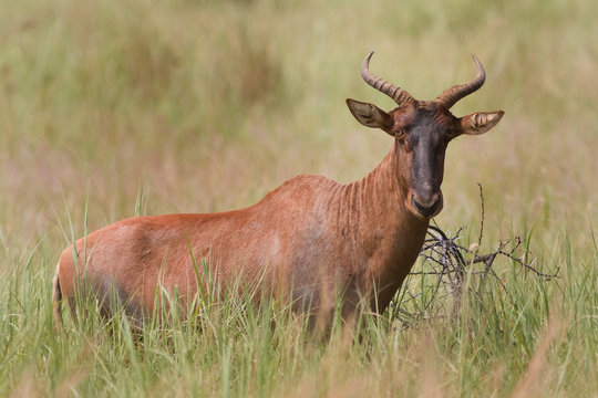 Tsessebe Ram