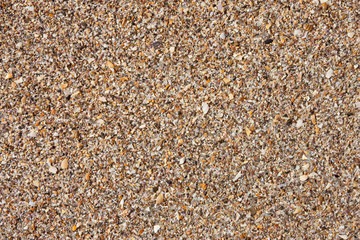 Natural broken sea shells on beach