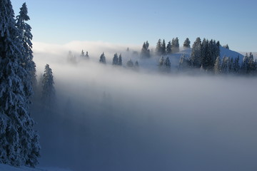 Nebelmeer und Wald.