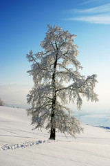 Winterzauber. Baum mit Rauhreif