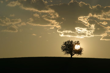 Sonnenaufgang hinter Apfelbaum