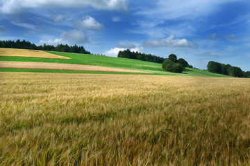 Kornfeld im Jura