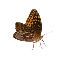 Obraz premium great spangled fritillary on a white background