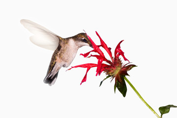 hummingbird food search