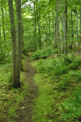 Waldweg