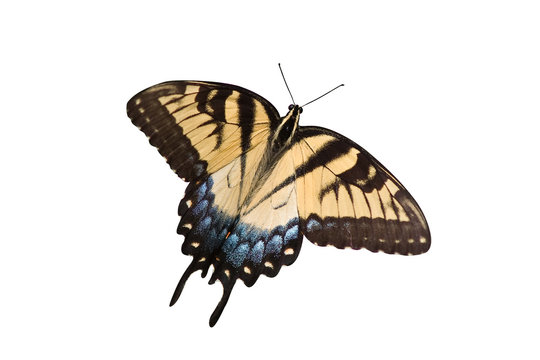 yellow swallowtail on a white background