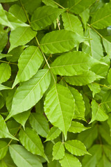 Green Wisteria Vine Leaves