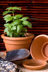 Gardening - Basil Herb in Terracotta Pot