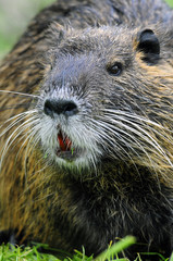 Nutria (Myocastor coypus) at Agamon Ahula Lake, Israel