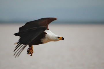 African fish eagle catched fish at lake Baringo, Kenya