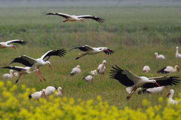 The white stork © PROMA