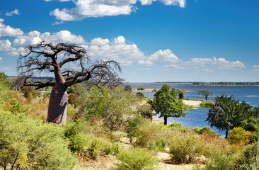 Chobe river in Botswana - obrazy, fototapety, plakaty
