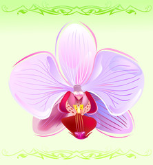 Orchid on spring background
