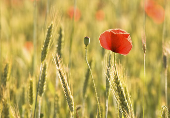 Naklejka premium Red poppy 2
