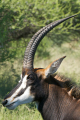 Sable Antilope Bock