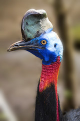 Exotic Bird Close up Portrait, Bali