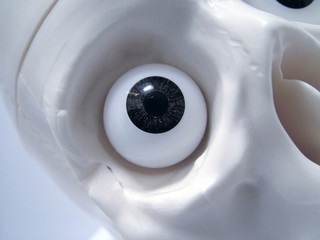 skull eye socket