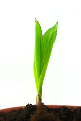 Single sprout of corn