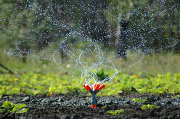 Sprinkler of water with drops
